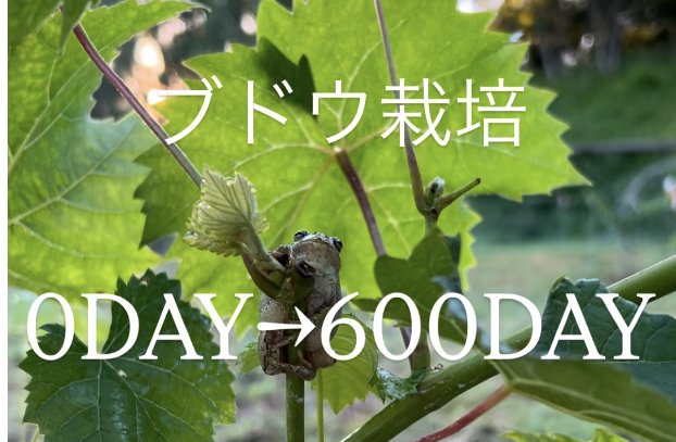 ブドウ栽培